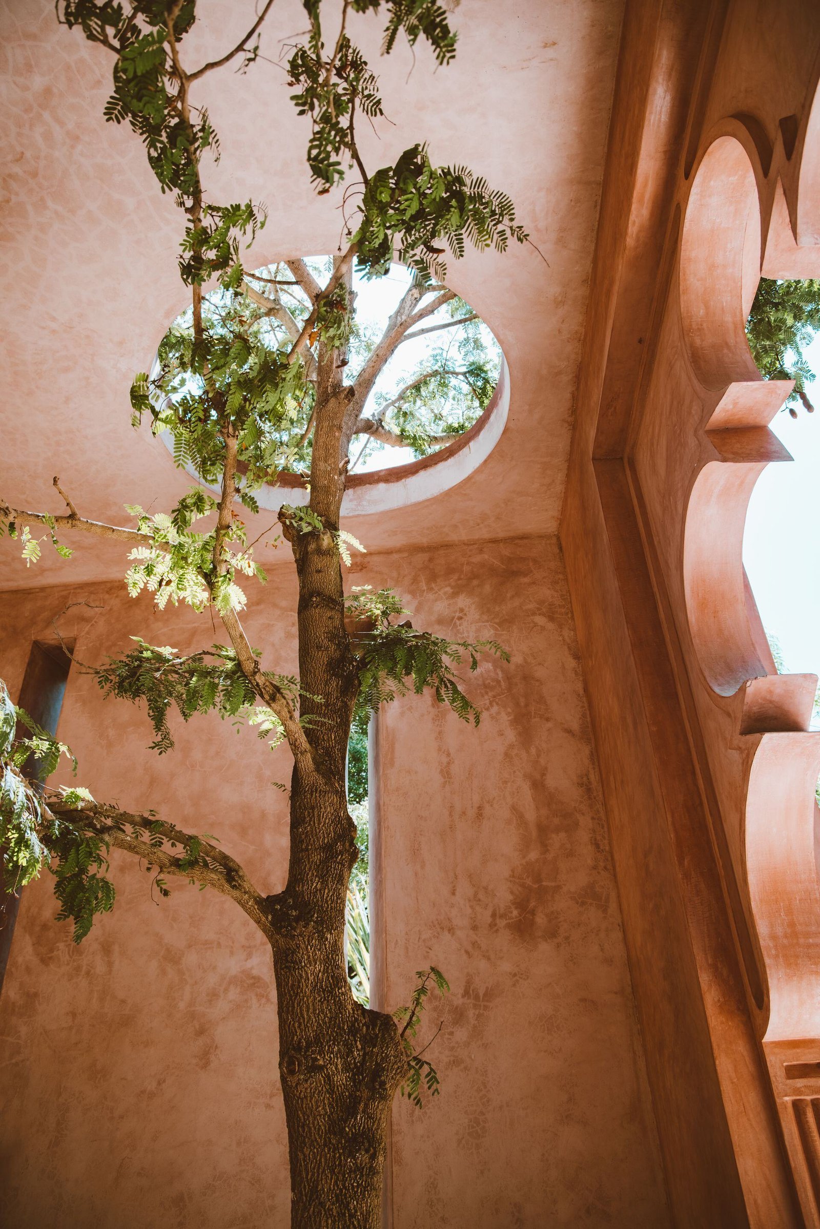 A tree beside a peach-colored stucco building with a curved wall.